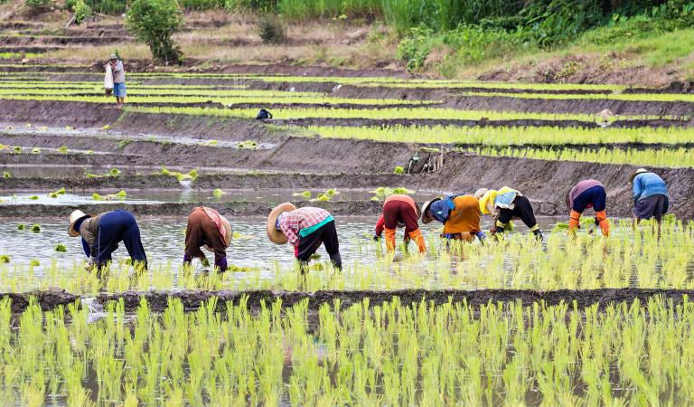 Fazendeiros tailandeses que plantam o arroz. Foto: iStockphoto