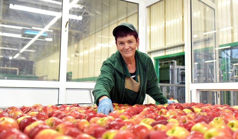 Fabbrica alimentare: catena di montaggio con mele e operai
